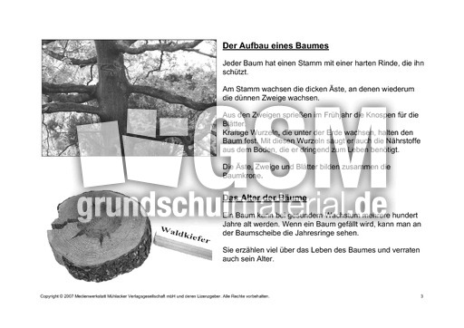 Bäume-Lesetext-SW-3.pdf